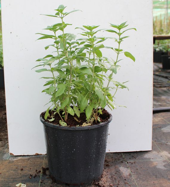 Ocimum bacilicum "Rehan" 20 - 25cm Ht - Image 2