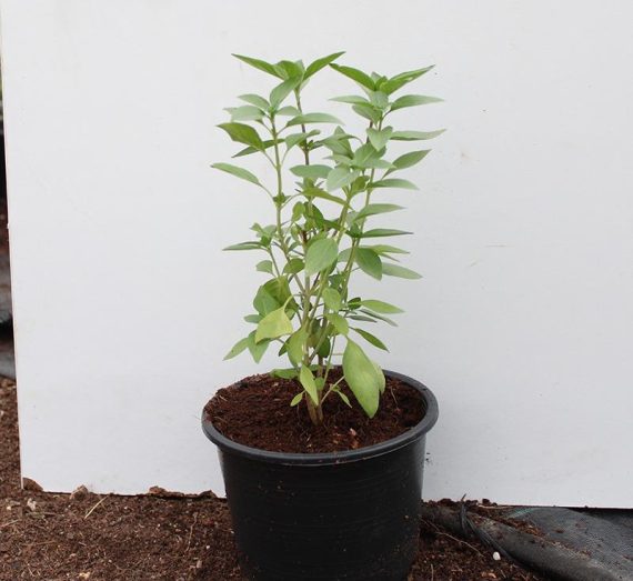 Ocimum bacilicum "Rehan" (15-20 cm Ht)