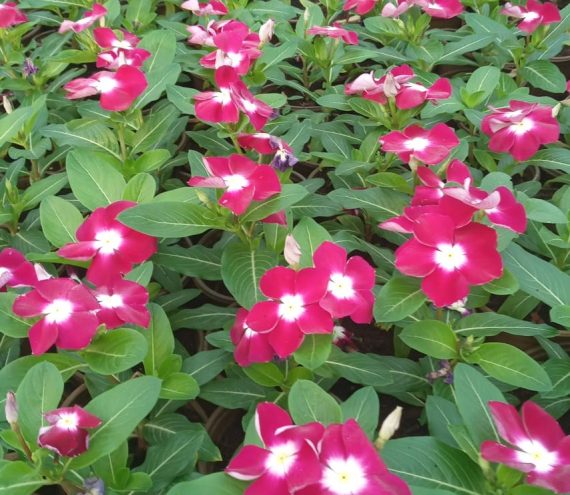 Vinca Rosa Mix color - Image 6