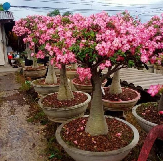 adenium multiple Branch,heith 1.5,
dia,2.5 - 3.5 inch,
price is 3200,Qr - Image 2