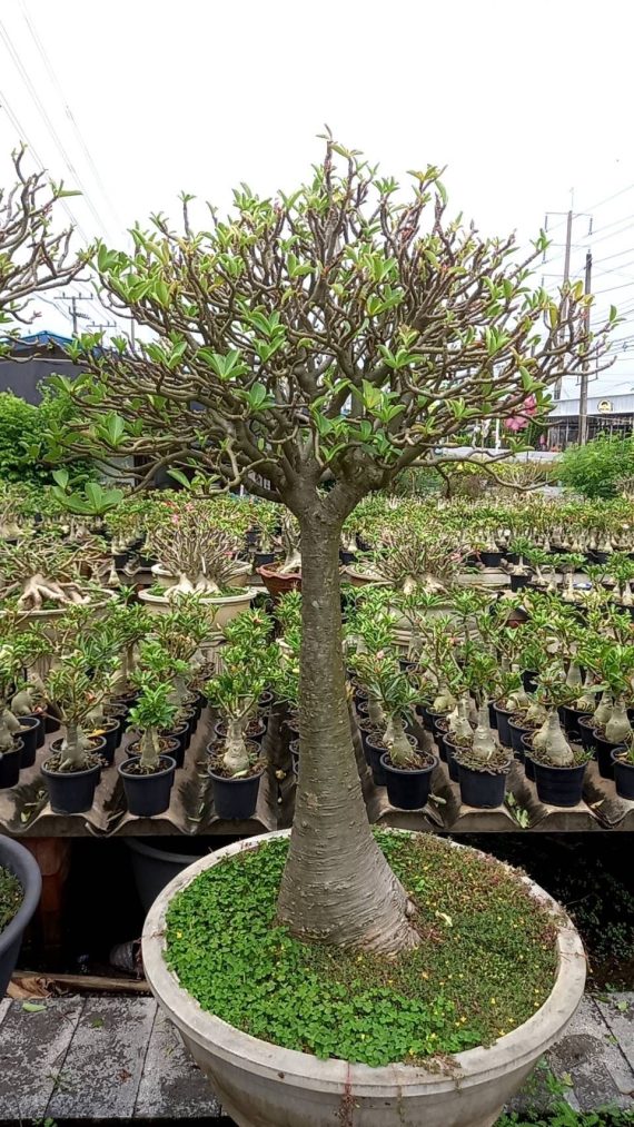 adenium multiple Branch,heith 1.5,
dia,2.5 - 3.5 inch,
price is 3200,Qr - Image 4