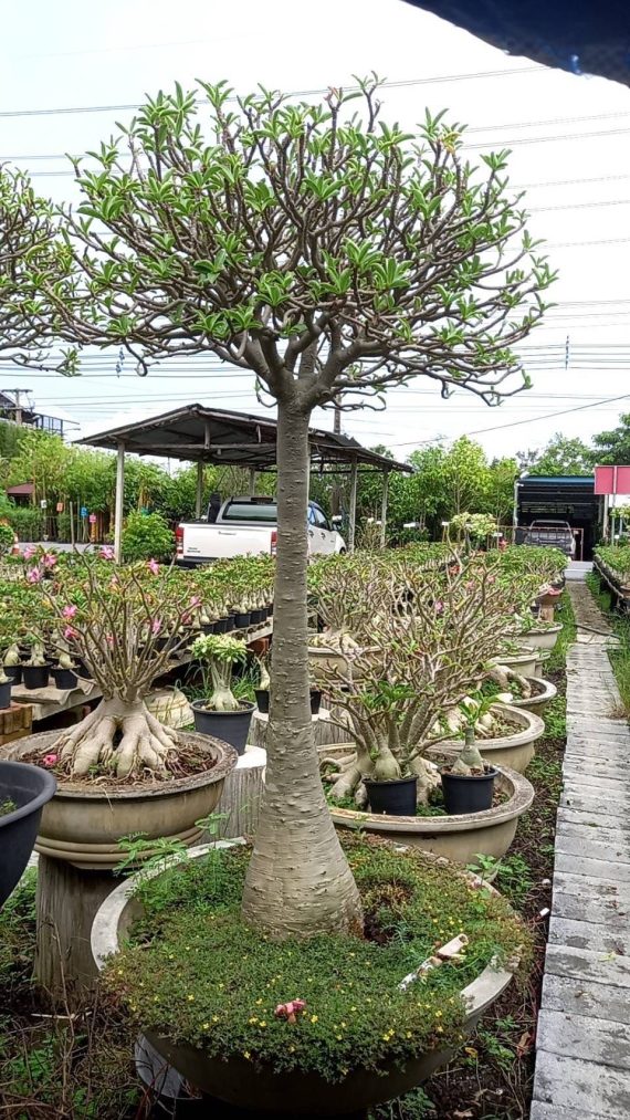 adenium multiple Branch,heith 1.5,
dia,2.5 - 3.5 inch,
price is 3200,Qr - Image 3