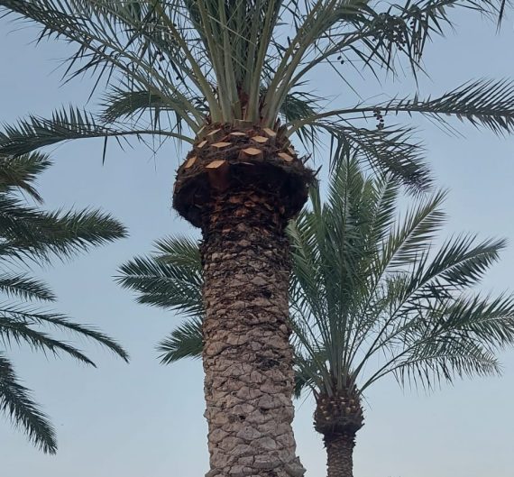 Date Palm Cleaning Service